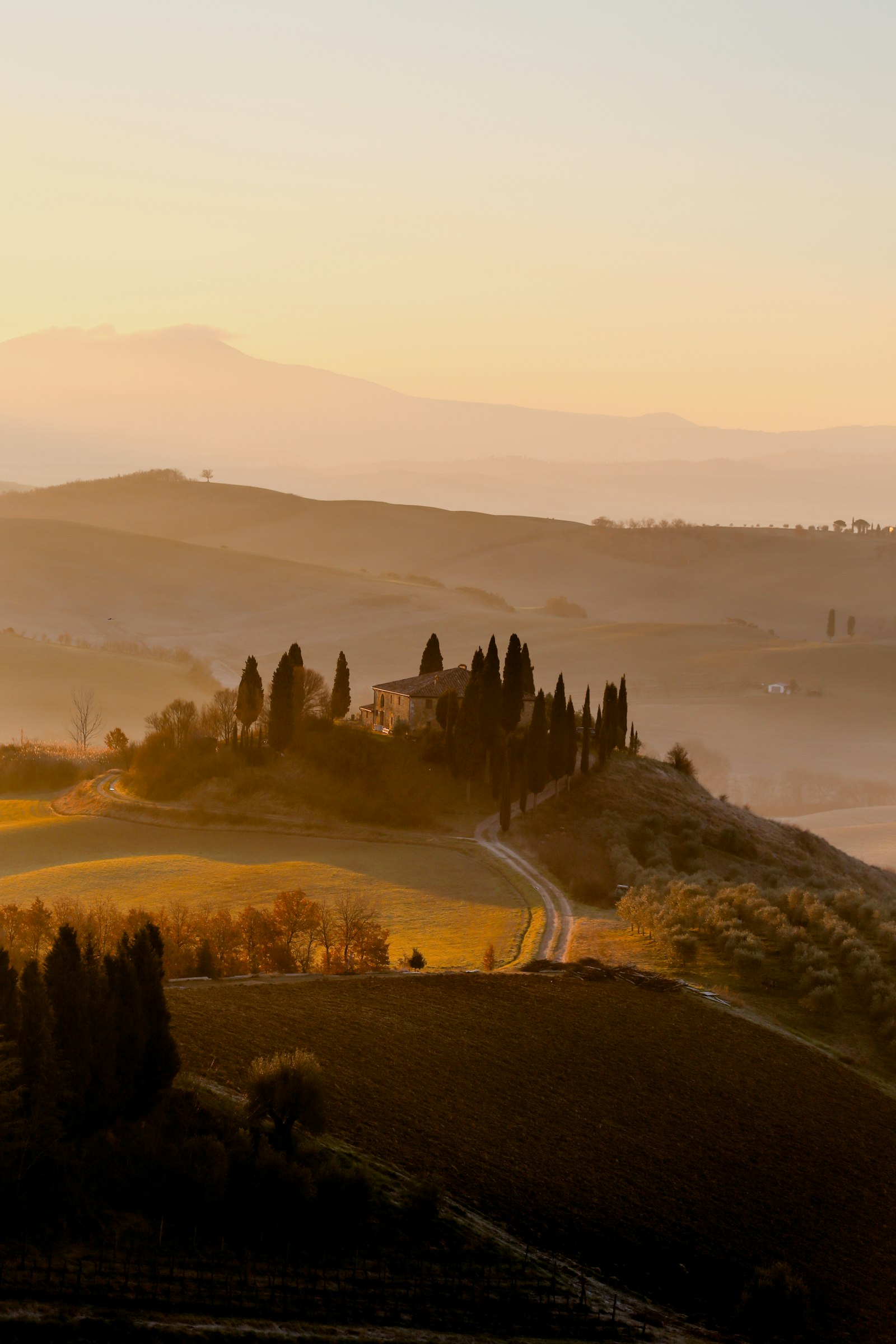 Cypress trees crossing the golden hills of the Val d'Orcia